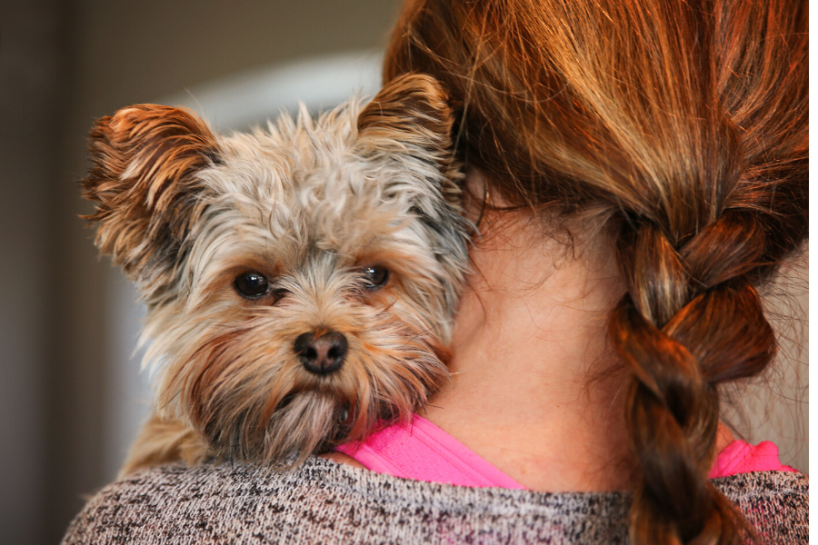 Options for Transporting Your Pet Overseas